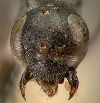 Media type: image;   Entomology 13633 Aspect: head frontal view